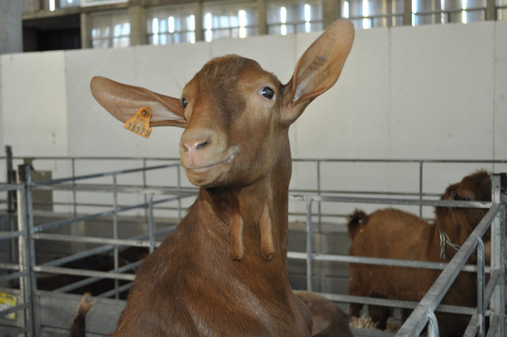 Imagen CAPRINO: AUTORIZACIÓN AL MATADERO MIGUEL ÁNGEL PUERTA MARÍN (ANDÚJAR) JAÉN