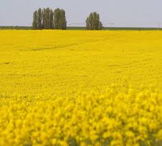 AUTORIZACIÓN EXCEPCIONAL: TIRAM 48% PARA CONTROL DE PHOMA Y ALTERNARIA EN SEMILLA DE COLZA