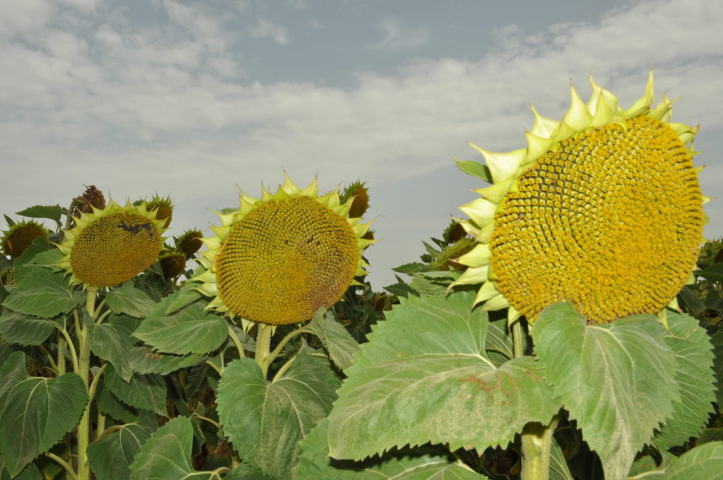 Imagen Arranca la recolección de girasol en la provincia de Cádiz, tres semanas más tarde de lo habitual