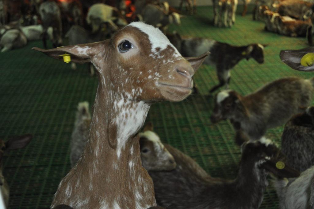 Imagen CAPRINO:  AUTORIZACIÓN MATADERO GESESUR2 SL