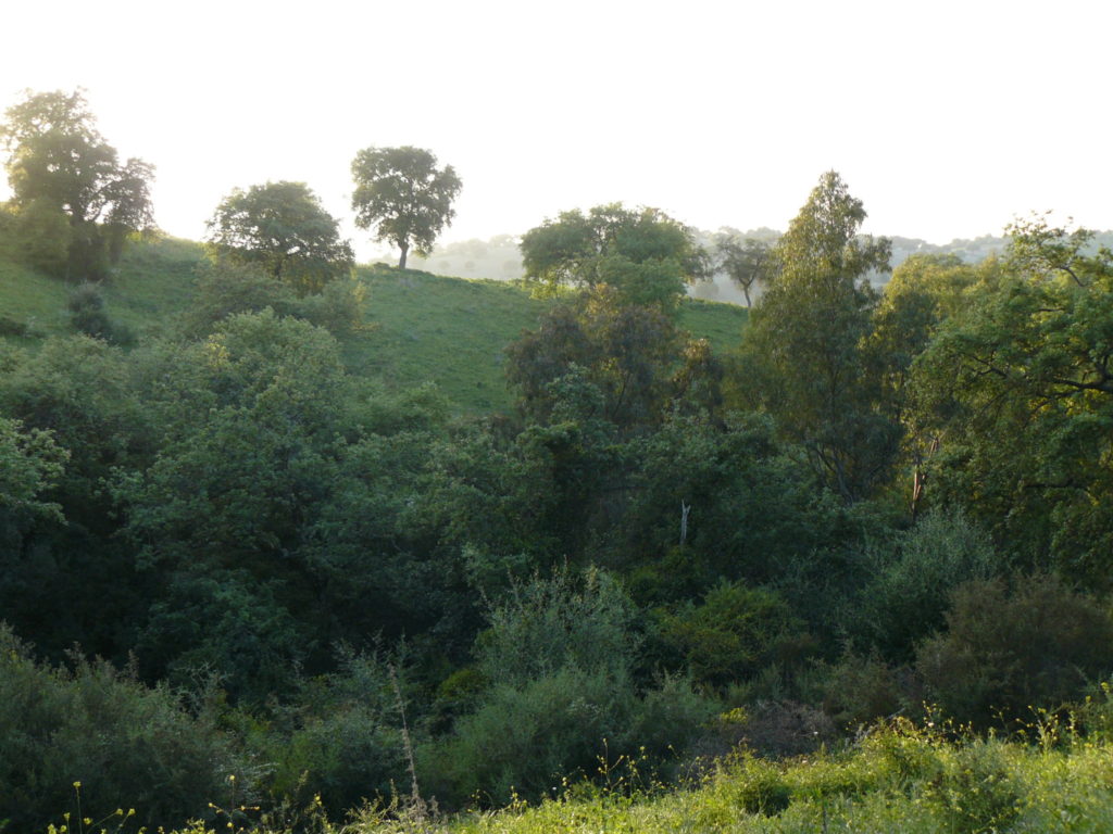 Imagen AYUDAS PARA LA PREVENCIÓN DE INCENDIOS FORESTALES