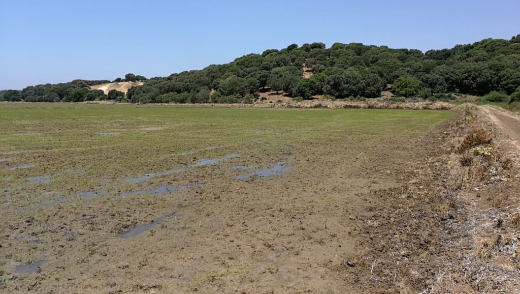 Imagen PRÁCTICAS RECOMENDADAS, PROHIBIDAS, OBLIGATORIAS EN PRODUCCION INTEGRADA