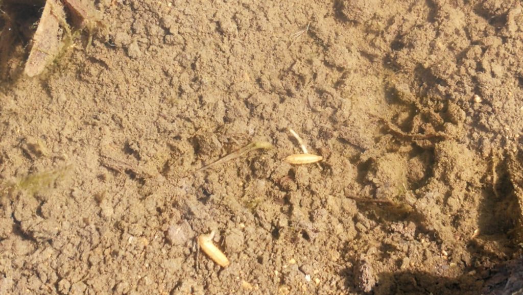 Imagen REPORTAJE FOTOGRÁFICO PARCELAS