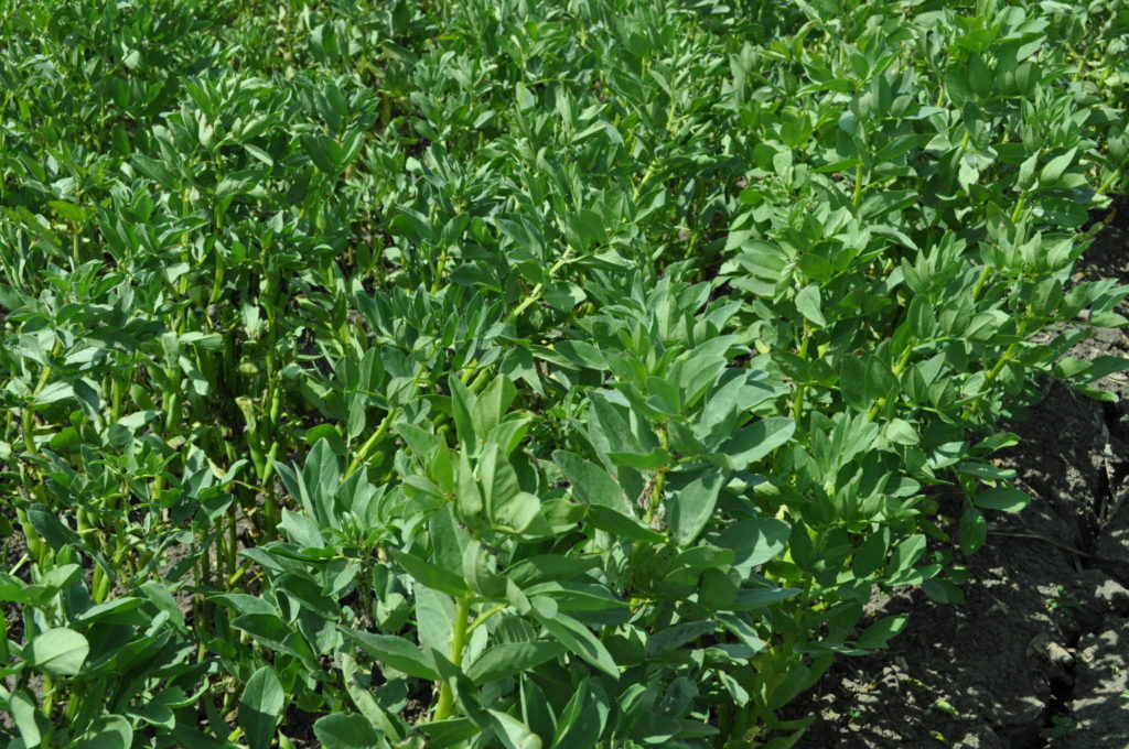 Imagen GREENING: COEFICIENTE DEFINITIVO