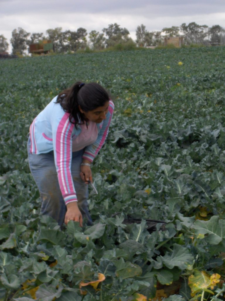 AYUDA A LA PRIMERA INSTALACIÓN DE JÓVENES AGRICULTORES: BASES REGULADORAS