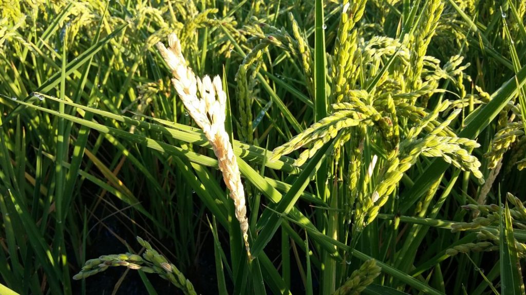 Imagen TRATAMIENTOS RECOMENDADOS