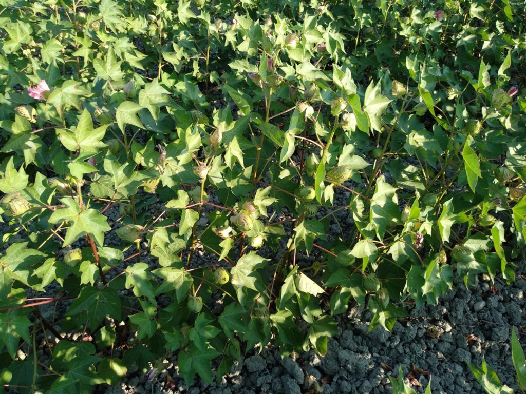 Imagen ESTADO FENOLÓGICO DEL CULTIVO