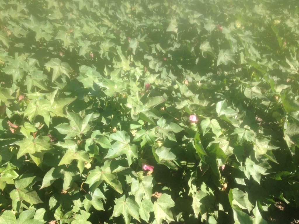 Imagen ESTADO FENOLÓGICO DEL CULTIVO