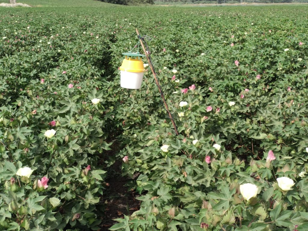 Imagen INCIDENCIAS: PLAGAS Y ENFERMEDADES