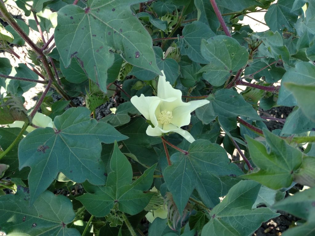 Imagen TRATAMIENTOS RECOMENDADOS