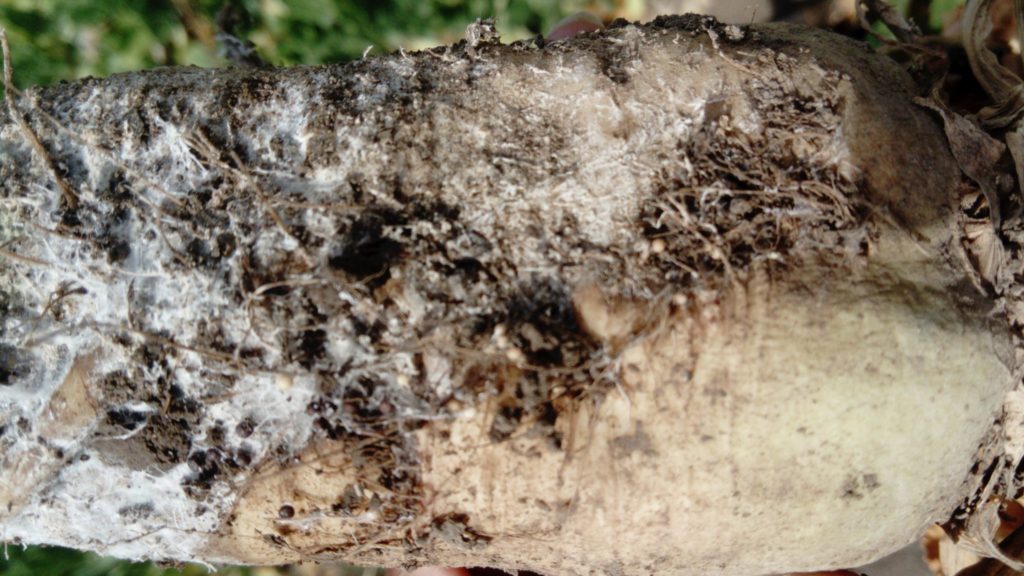 Imagen INCIDENCIAS: PLAGAS Y ENFERMEDADES