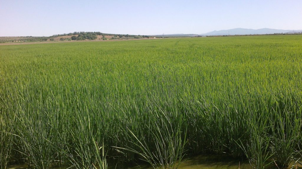 Imagen PRÁCTICAS RECOMENDADAS, PROHIBIDAS Y OBLIGATORIAS