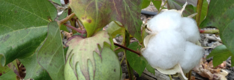 SE REDUCE A 0 KG EL RENDIMIENTO MÍNIMO DEL ALGODÓN EN SECANO Y REGADÍO
