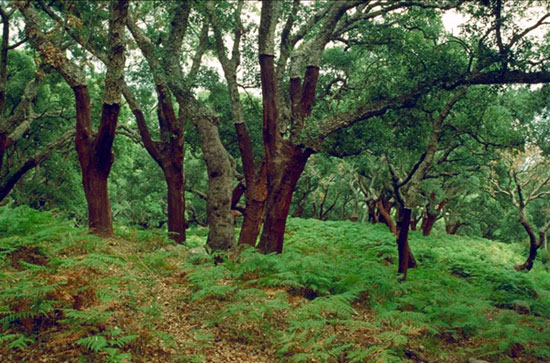 MODIFICACIÓN DE LAS BASES REGULADORAS DE LAS AYUDAS A LA PREVENCIÓN DE LOS INCENDIOS FORESTALES