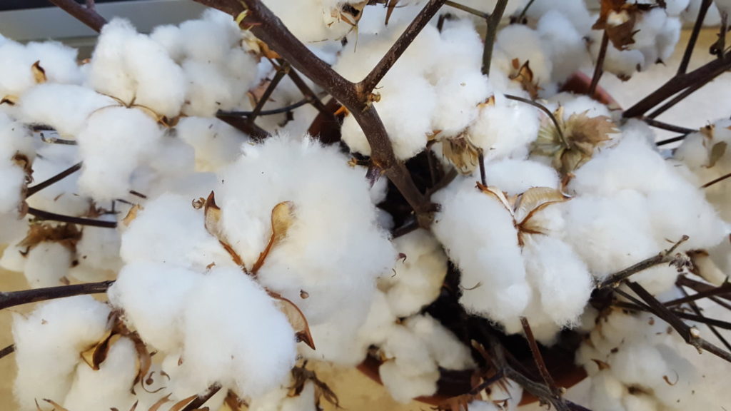 Imagen ENMIENDA DE LEGUMINOSAS: PRODUCCIÓN INTEGRADA DEL ALGODÓN