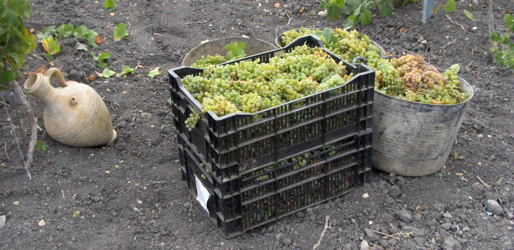 Imagen ARRANQUE DE VIÑA: PLAZO PARA LA SOLICITUD