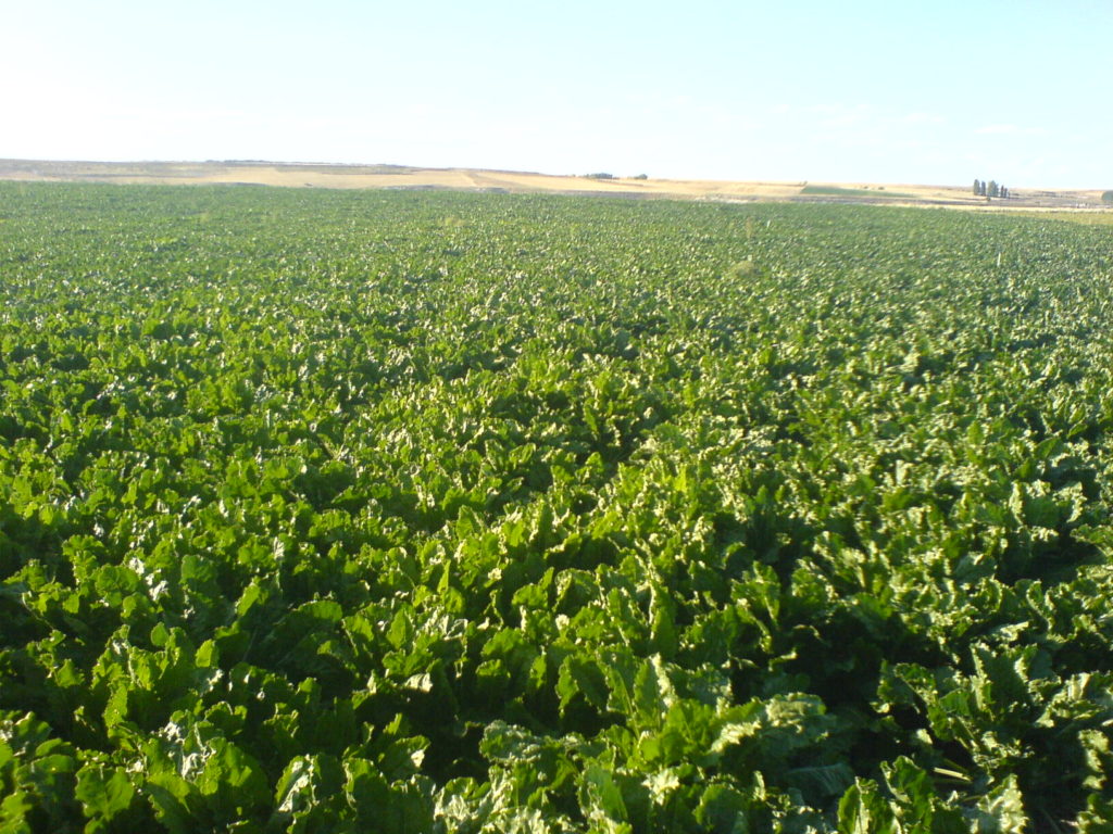 Imagen MODIFICACIÓN DE LA AUTORIZACIÓN: CONVISO ONE