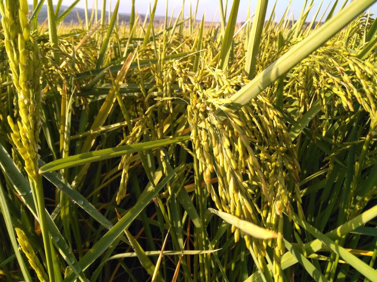 ESTADO FENOLÓGICO DEL CULTIVO