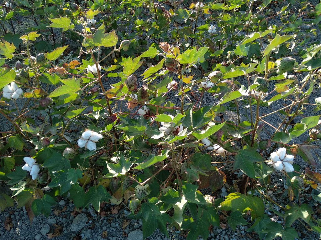 Imagen ESTADO FENOLÓGICO DEL CULTIVO