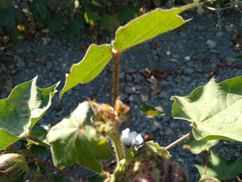 Imagen PRÁCTICAS RECOMENDADAS, PROHIBIDAS Y OBLIGATORIAS