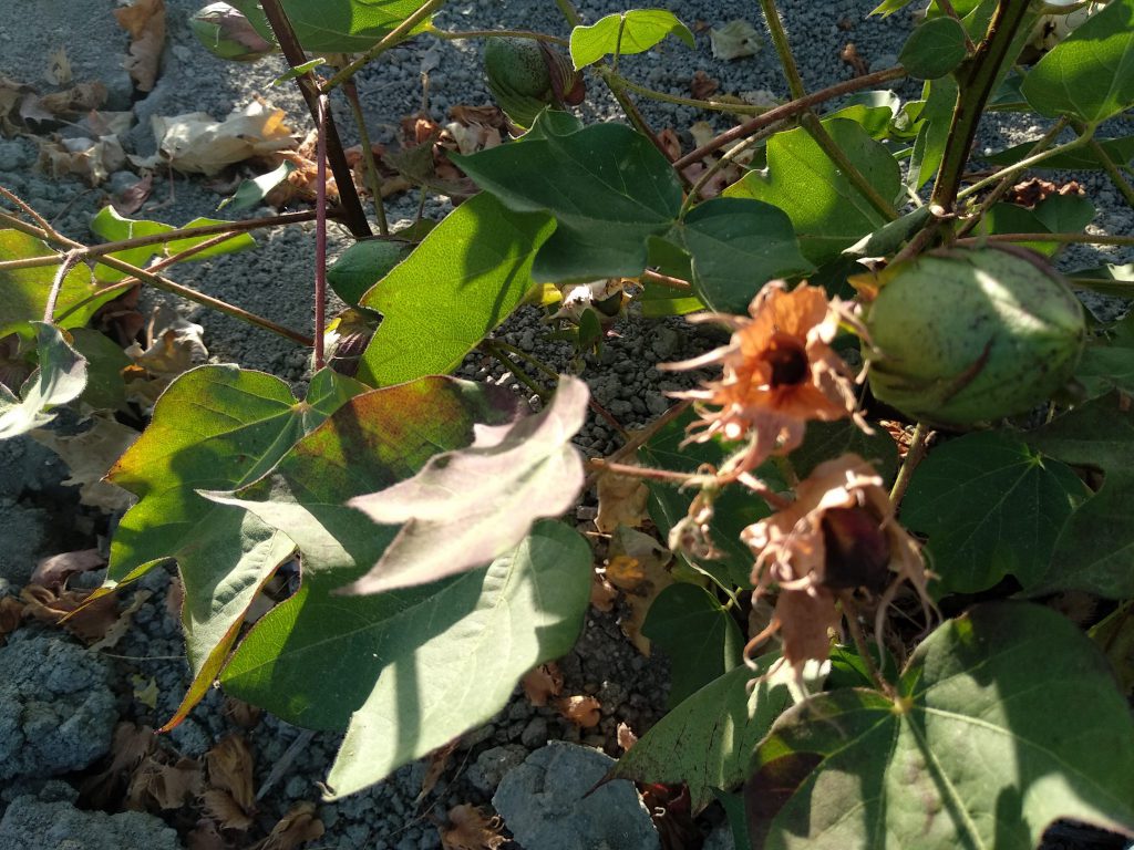 Imagen INCIDENCIAS: PLAGAS Y ENFERMEDADES