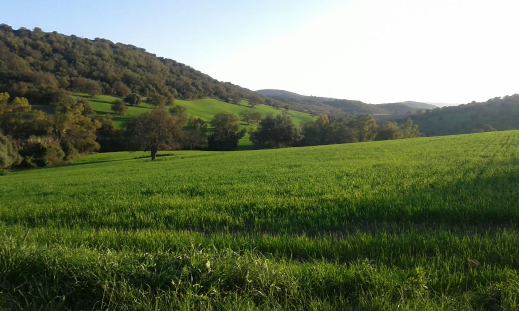 Imagen CERTIFICACIÓN ANUAL DE LOS TRABAJOS EJECUTADOS Y CONTEMPLADOS EN EL PLAN DE PREVENCIÓN DE INCENDIOS