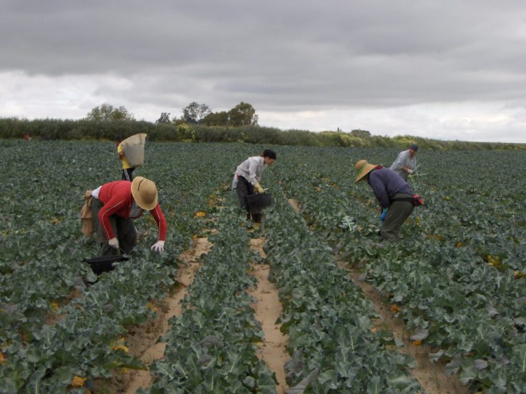 AYUDAS INCORPORACIÓN JÓVENES AGRICULTORES (CONVOCATORIA 2018-ANDALUCÍA)