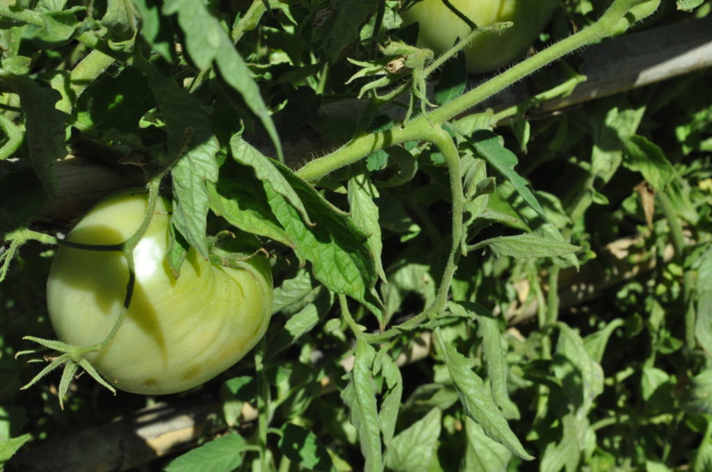 Imagen REGISTRO DE VARIEDADES COMERCIALES: NUEVAS INCLUSIONES