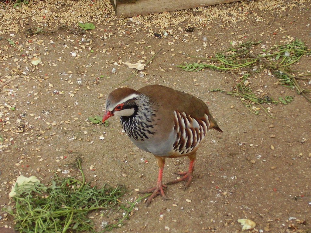 Imagen INICIO DEL PERIODO GENERAL DE CAZA