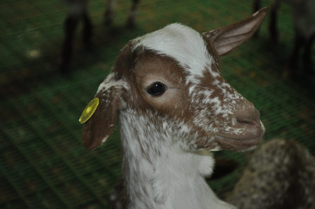 Imagen LECHE: NORMATIVA PARA LA INDICACIÓN DEL ORIGEN