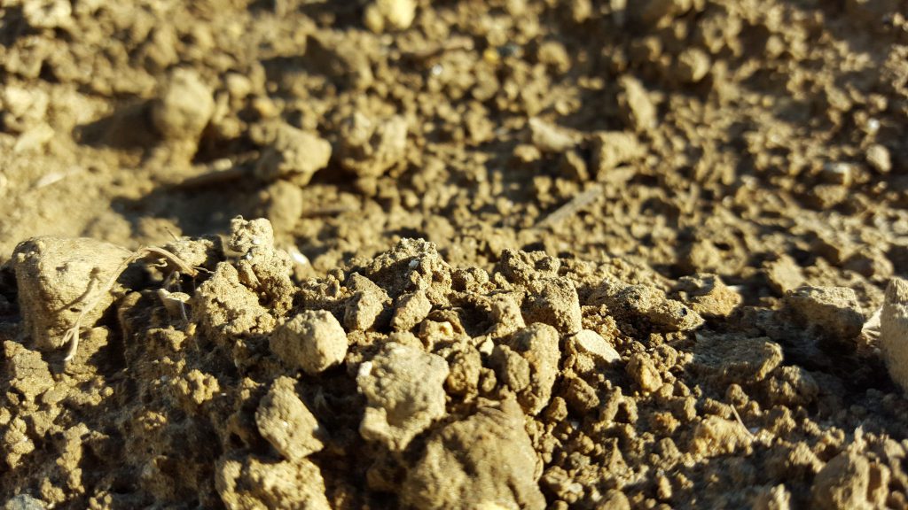 Imagen APROBACIÓN SUSTANCIA ACTIVA: PASTEURIA NISHIZAWAE, CEPA PN1