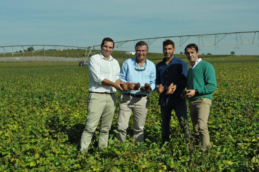 Imagen El boniato se reinventa