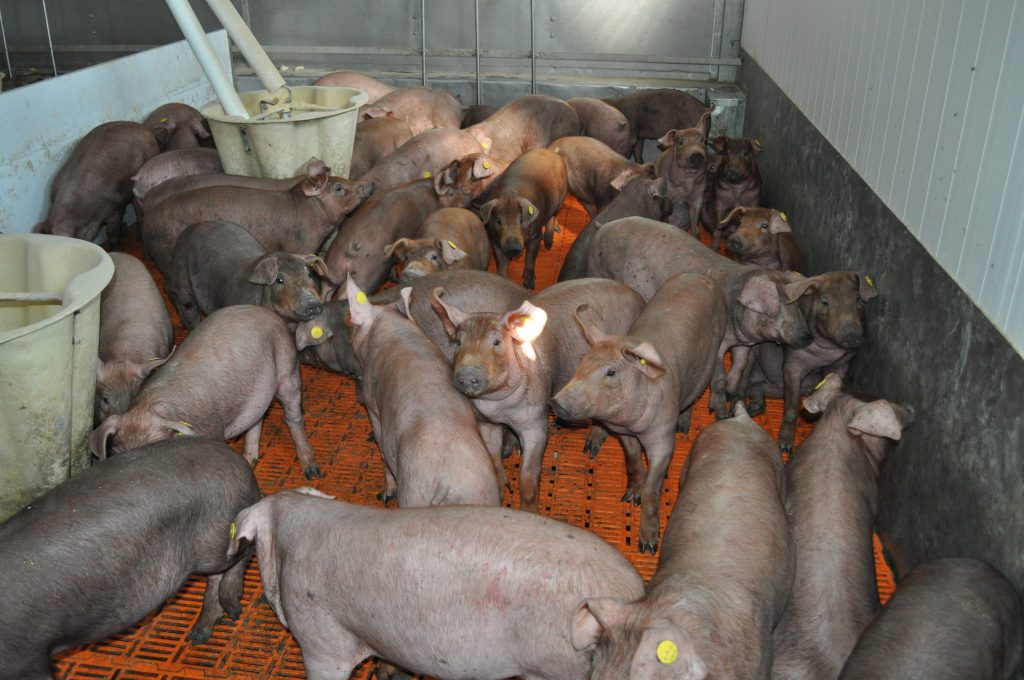 Imagen AUTORIZACIÓN DE MÉTODOS DE CLASIFICACIÓN DE LAS CANALES DE CERDO EN ESPAÑA