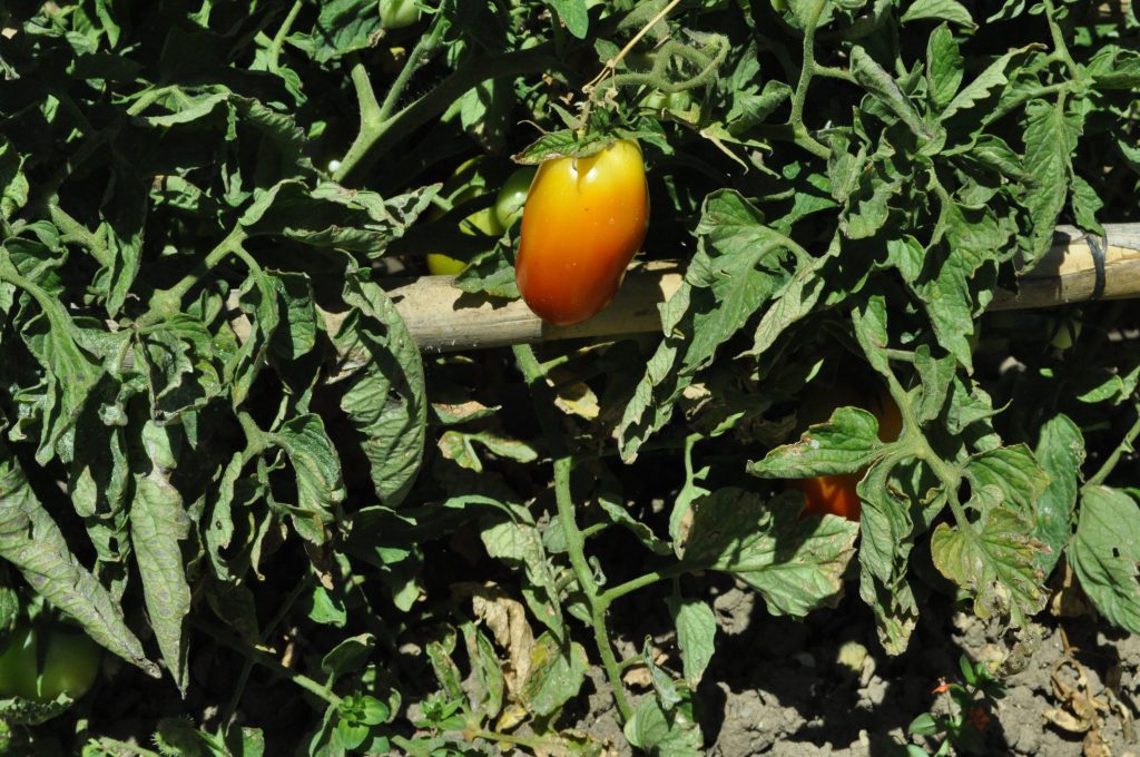 Imagen INCLUSIÓN PROVISIONAL: FITOSANITARIO RELEVANT EN PRODUCCIÓN INTEGRADA