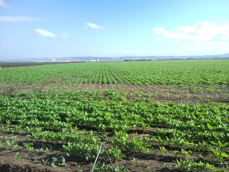 ESTADO FENOLÓGICO DEL CULTIVO