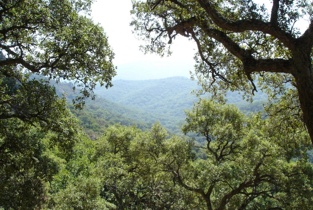 Imagen SOLICITUDES FORESTALES E INICIO DE TRABAJOS PARA LA PREVENCIÓN CONTRA INCENDIOS