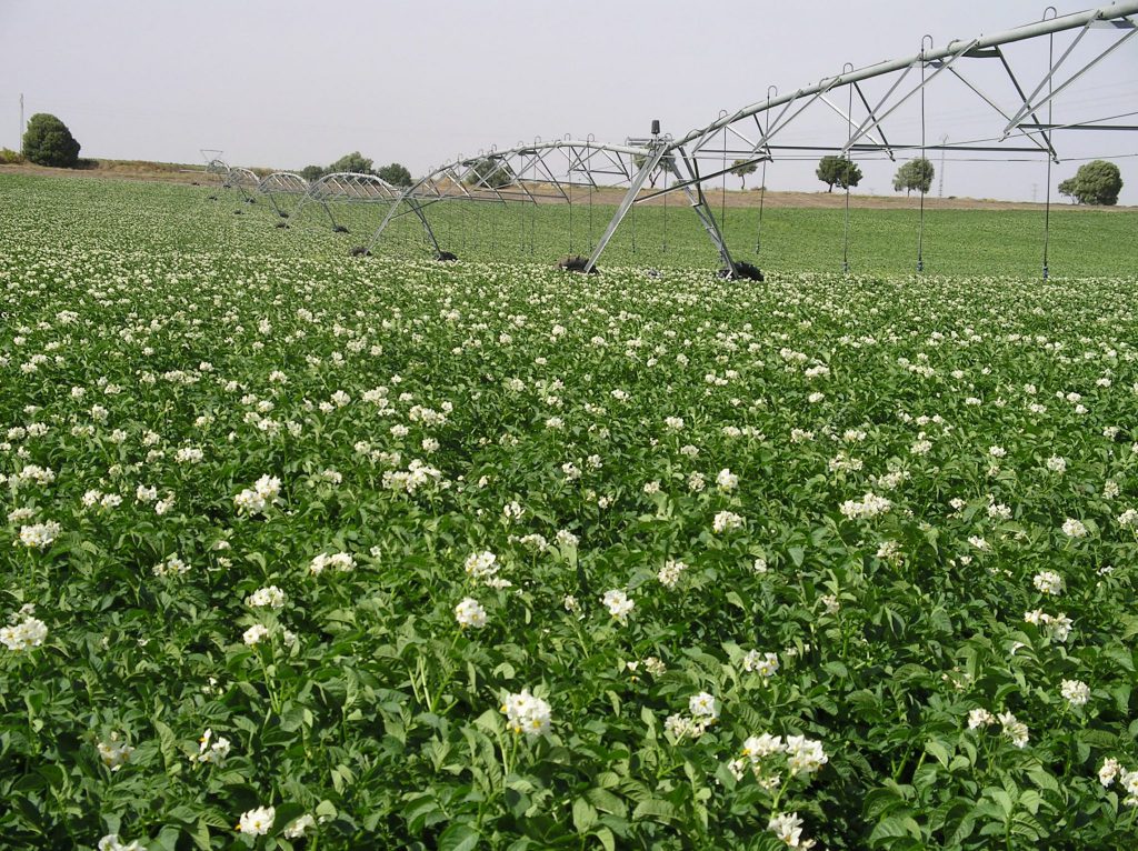 Imagen CONVOCATORIA DE AYUDAS PARA LA MEJORA DE LA EFICIENCIA ENERGÉTICA EN EXPLOTACIONES AGROPECUARIAS