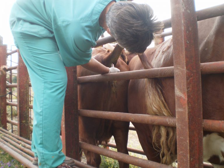 APLICACIÓN INFORMÁTICA RECEVET PARA VETERINARIOS