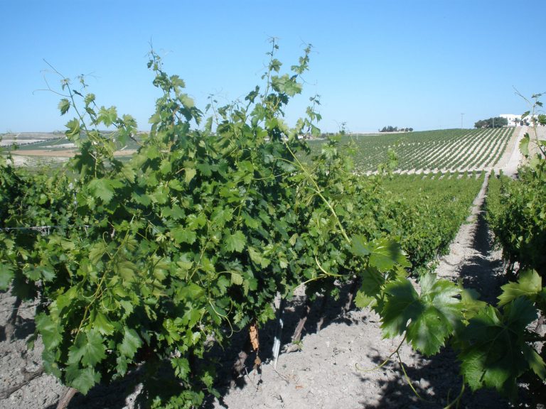 DESINFECCIONES DE SUELOS PREVIA A PLANTACIÓN DE VIÑEDO CON 1,3 DICLOROPROPENO