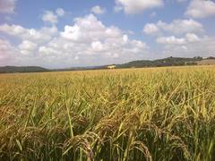 EXCEPCIONALIDAD COMPROMISO INUNDACIÓN AYUDA AGROAMBIENTAL ARROZ