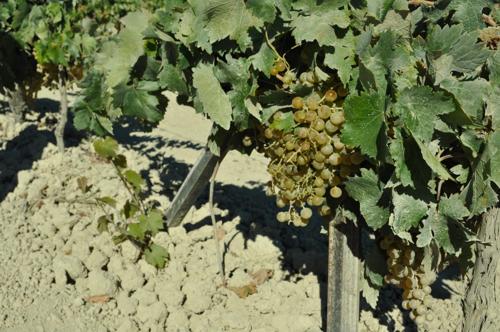 Imagen AUTORIZACIÓN EXCEPCIONAL: FORMULADOS A BASE DE 1,3-DICLOROPROPENO EN VIÑA