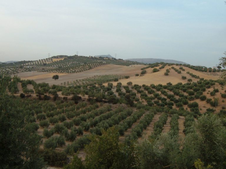 PROYECTO GEMELO DIGITAL DE UN SISTEMA DE RIEGO DE OLIVAR INTENSIVO EN LA PROVINCIA DE CÁDIZ