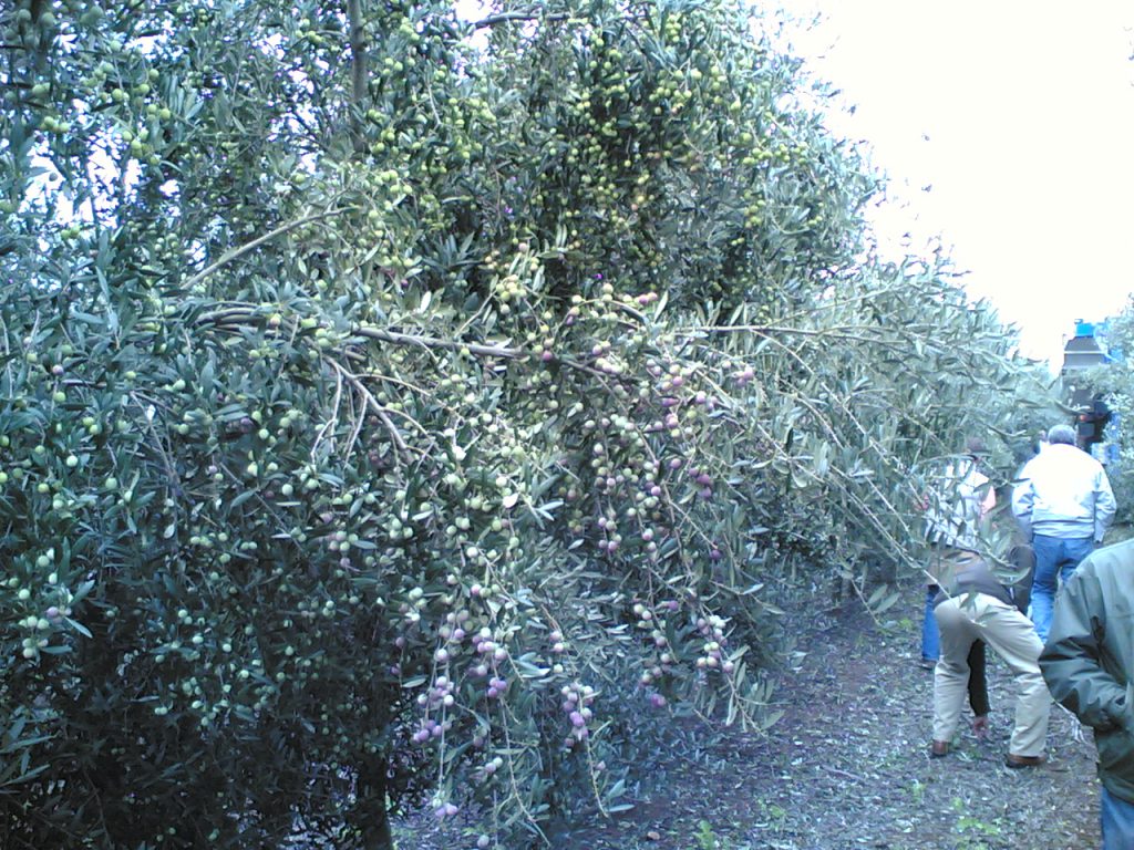 Imagen AUTORIZACIÓN PROVISIONAL: FITOSANITARIO VALBON EN EL REGLAMENTO ESPECÍFICO DE PRODUCCIÓN INTEGRADA DEL OLIVAR