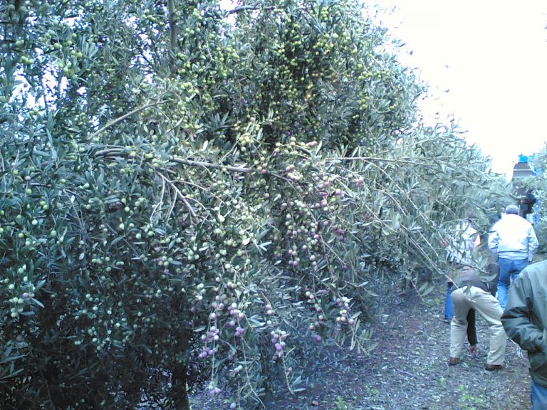 AUTORIZACIÓN PROVISIONAL: FITOSANITARIO VALBON EN EL REGLAMENTO ESPECÍFICO DE PRODUCCIÓN INTEGRADA DEL OLIVAR