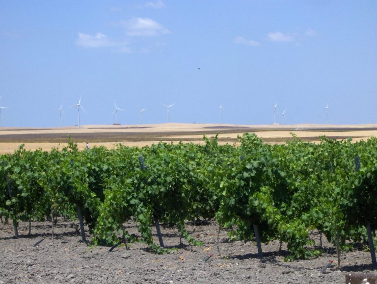 CONCEDIDA LA SUPERFICIE PARA NUEVAS PLANTACIONES DE VIÑEDOS