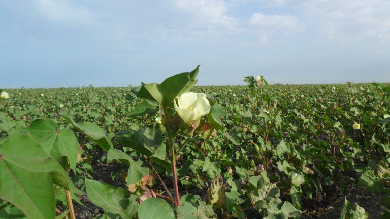 PAGO ESPECÍFICO AL CULTIVO DEL ALGODÓN PARA LA CAMPAÑA 2021/2022