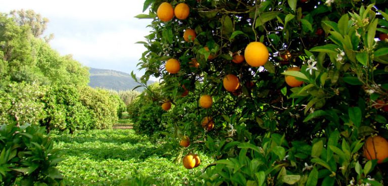 Asaja-Cádiz denuncia unos ínfimos precios de las naranjas que no cubren ni los gastos de producción
