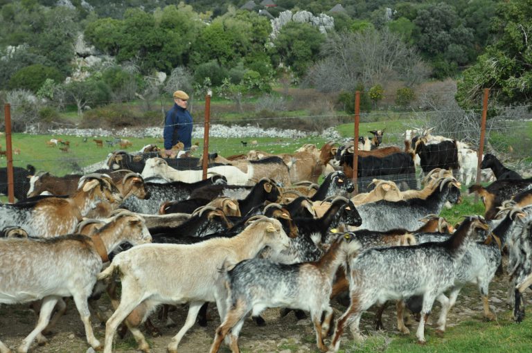 Los ganaderos de la provincia reciben con entusiasmo la normativa que obliga a indicar el origen de la leche y los productos lácteos