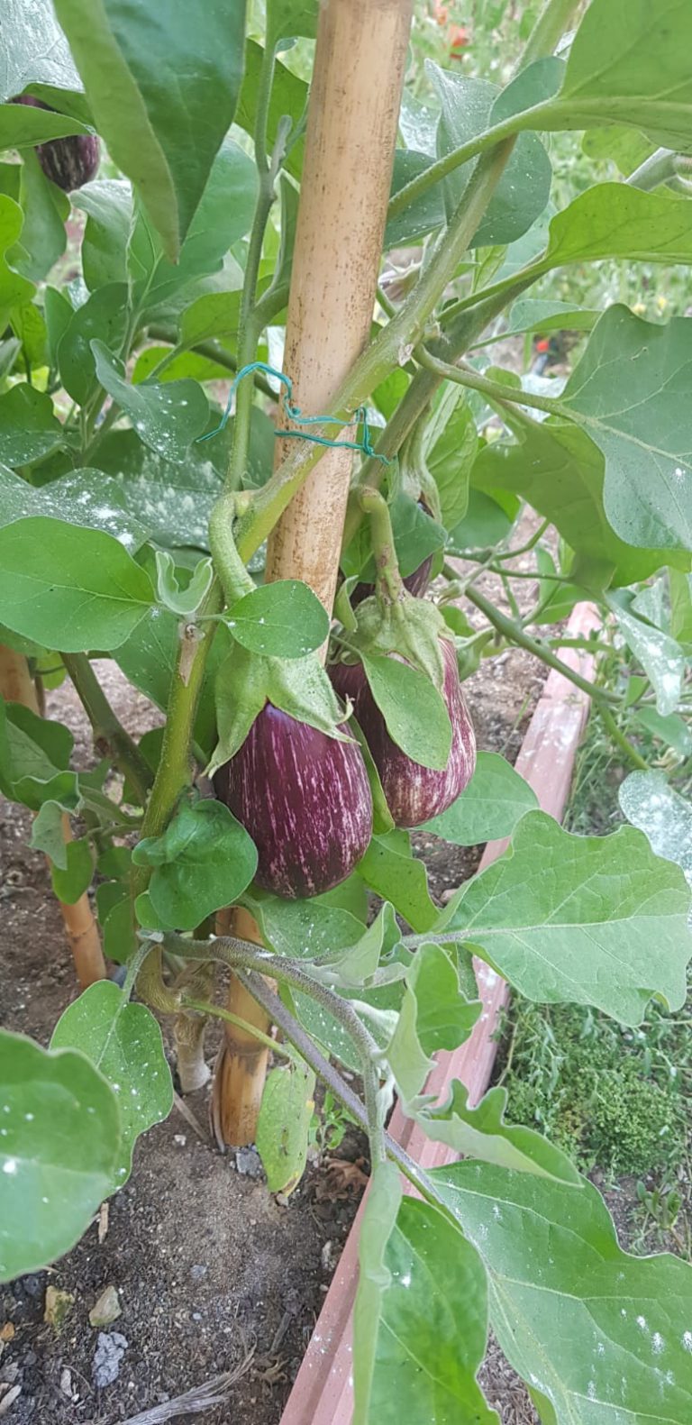 AUTORIZACIÓN PROVISIONAL DEL PRODUCTO FITOSANITARIO T34 BIOCONTROL PARA CULTIVOS HORTÍCOLAS PROTEGIDOS