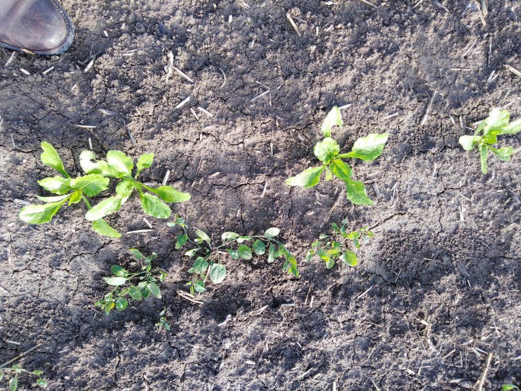 Imagen INCIDENCIAS: PLAGAS Y ENFERMEDADES